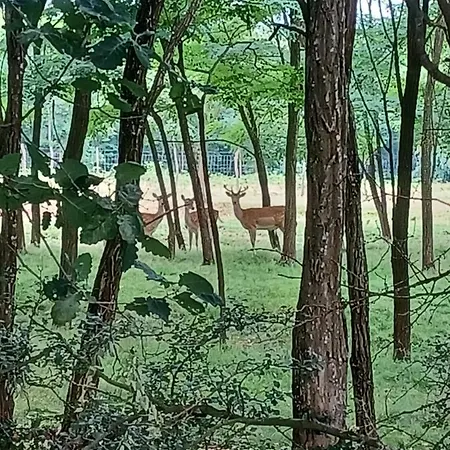Plaiul Cucului Campsite *